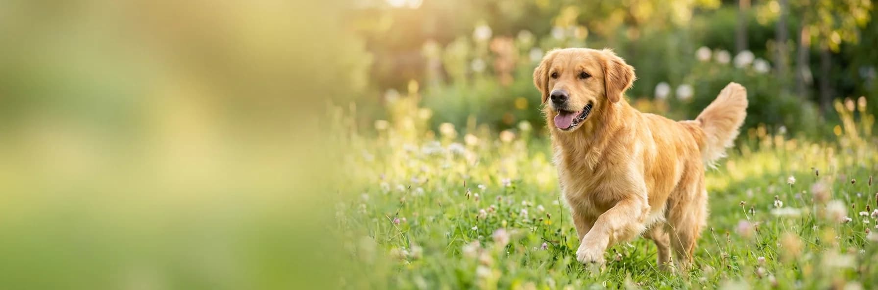 Simparica TRIO — All-in-One Bescherming